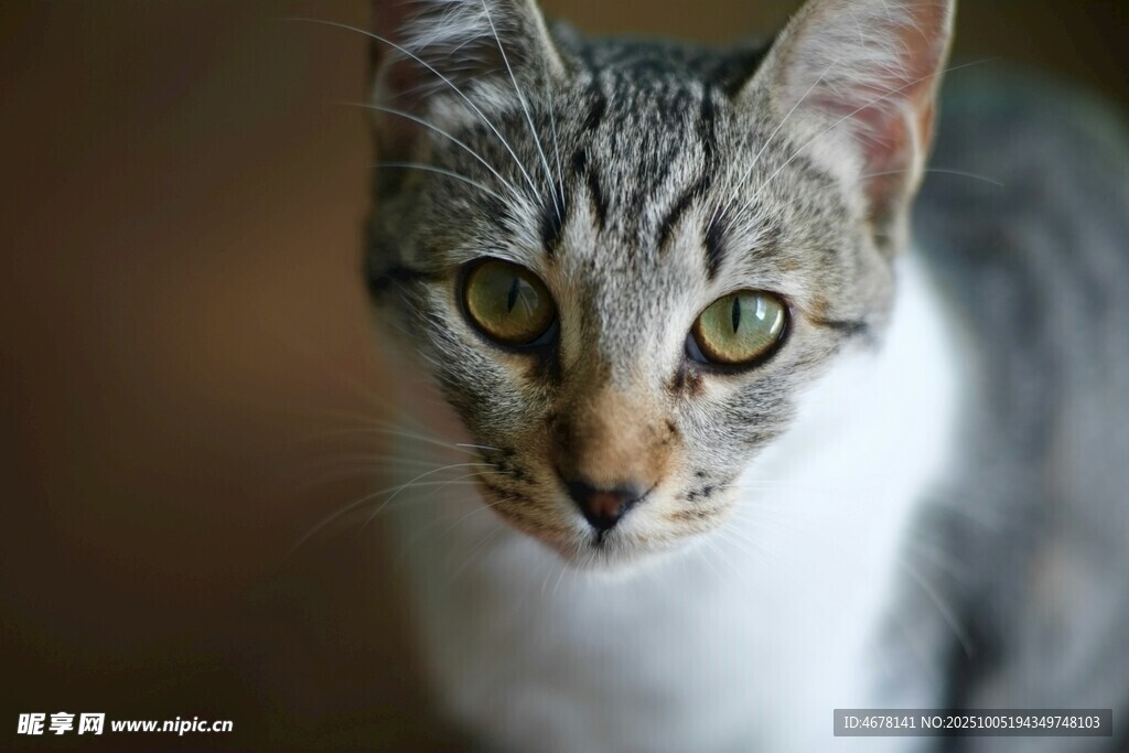 可爱斑纹猫咪特写