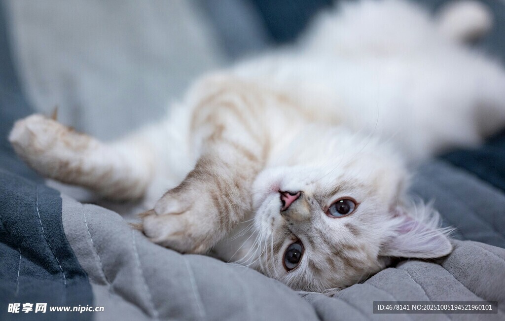 慵懒猫咪惬意躺卧