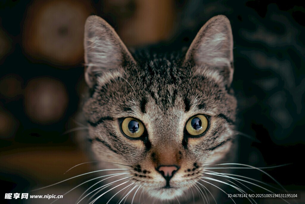 可爱虎斑猫特写