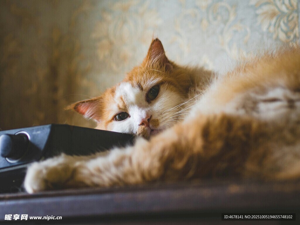 慵懒猫咪惬意躺卧