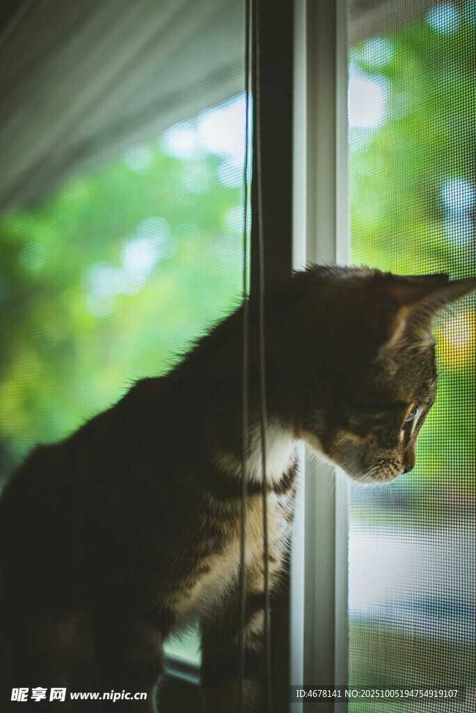 窗边猫咪凝视窗外风景