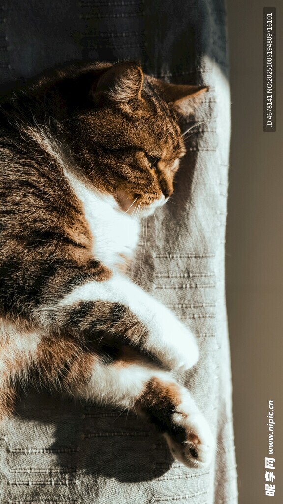 酣睡的猫咪