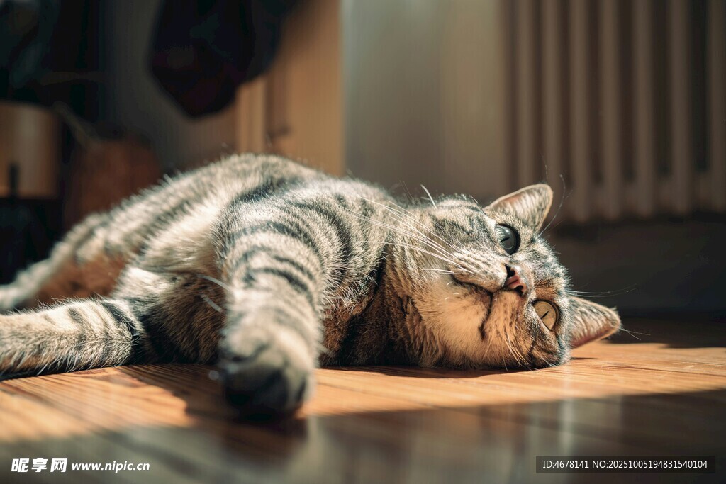 酣睡的条纹猫咪