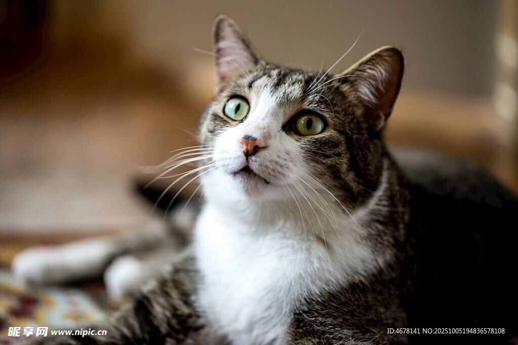 仰头凝视的可爱猫咪