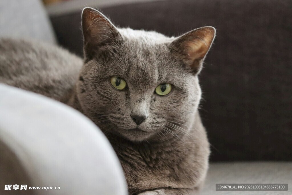 沙发上的灰猫