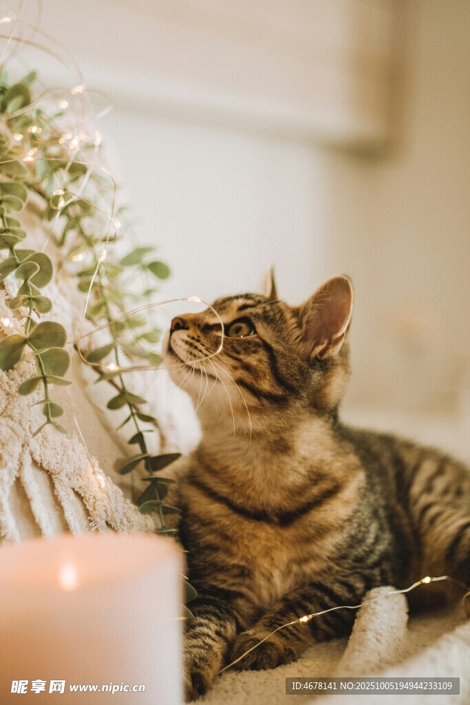 猫咪嗅闻绿植的温馨瞬间