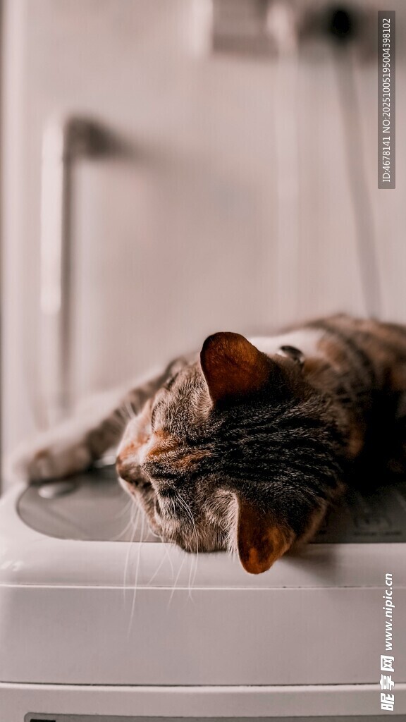 慵懒猫咪躺卧在洗手台上