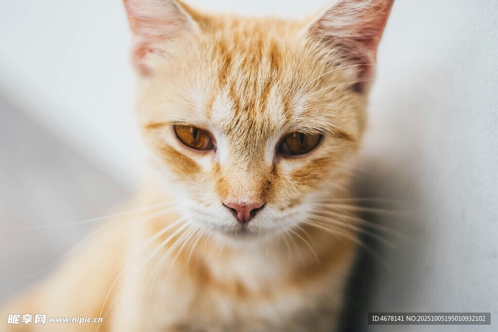 可爱橘猫凝视瞬间