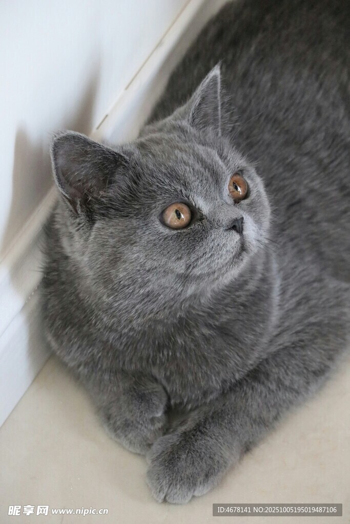 灰色猫咪安静趴卧