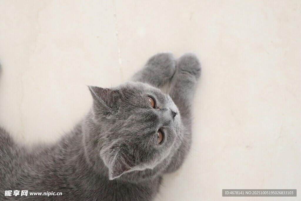 灰色猫咪躺卧仰视