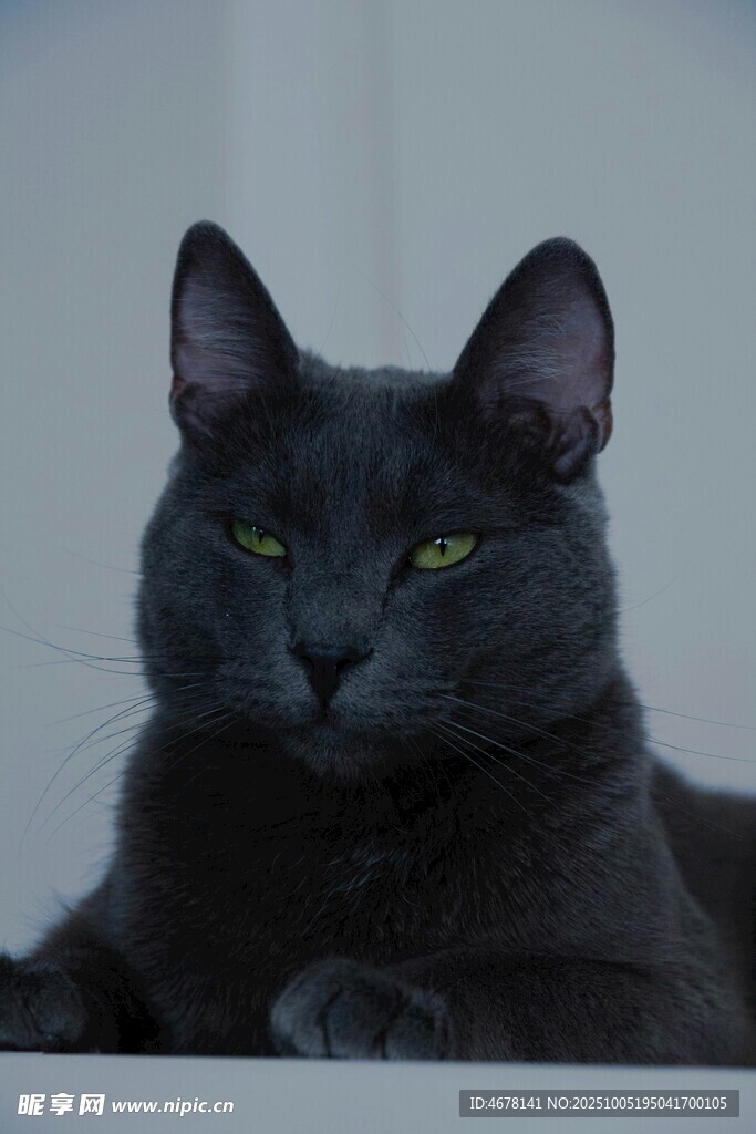 黑猫凝视