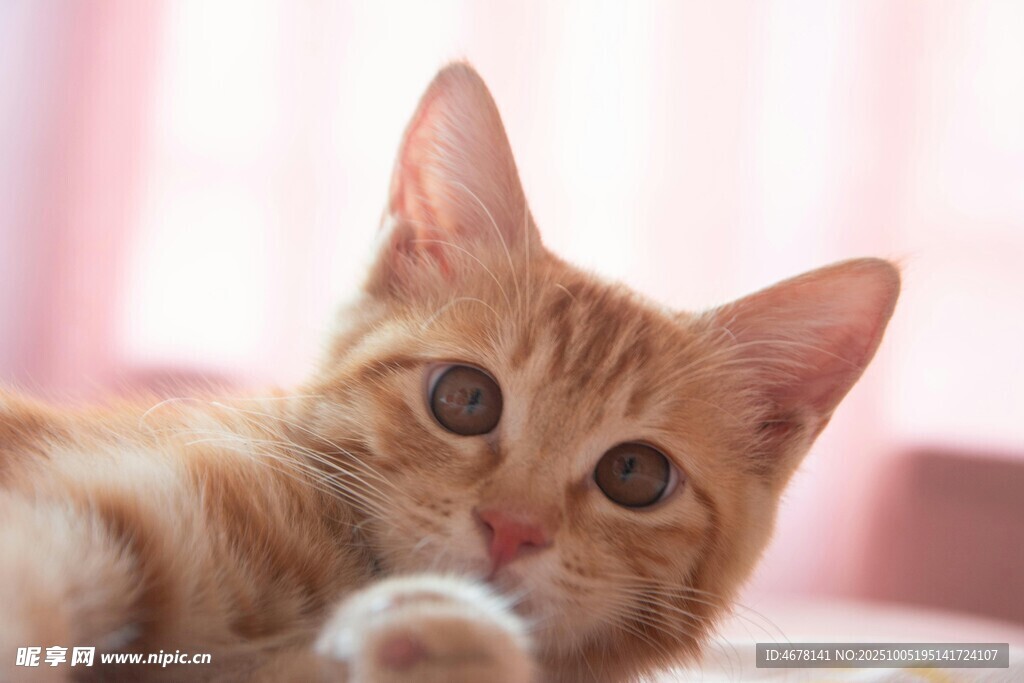 可爱橘猫侧卧萌态尽显
