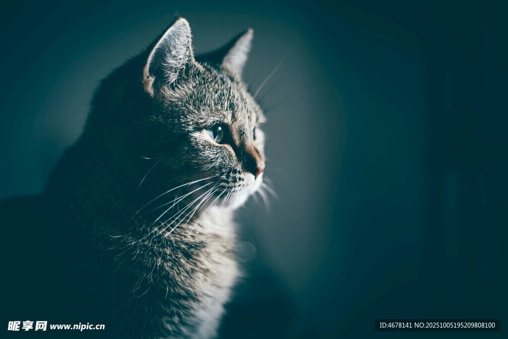 暗光下的侧颜猫咪
