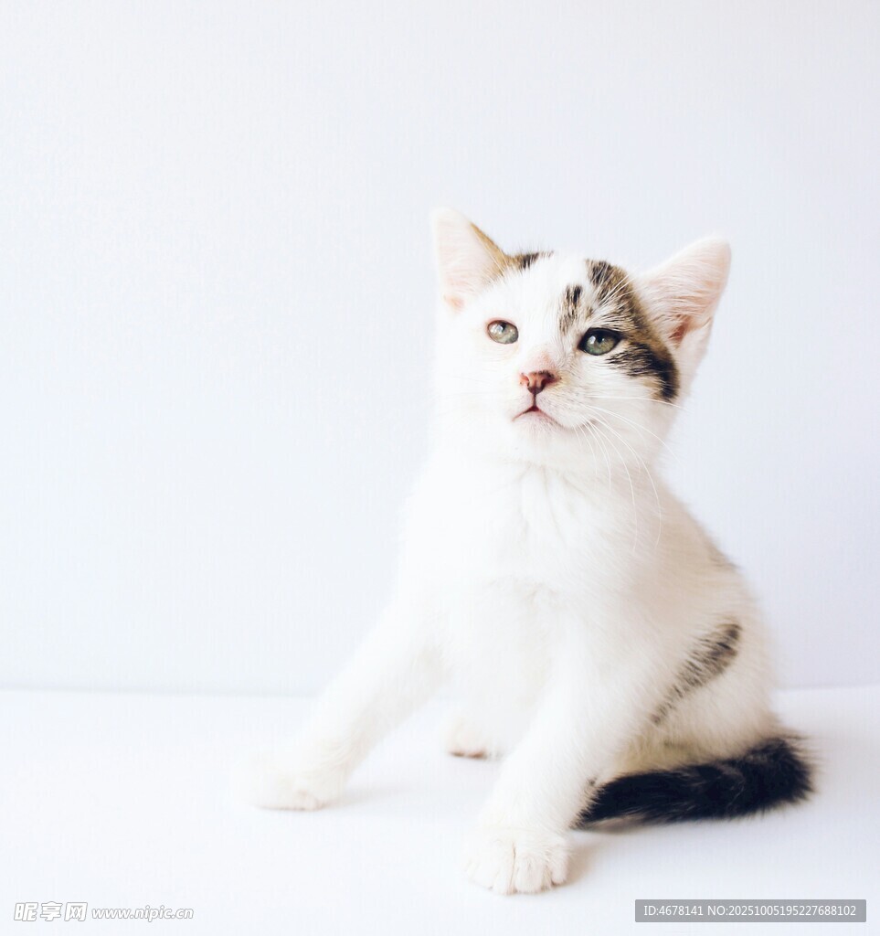 可爱小猫端坐