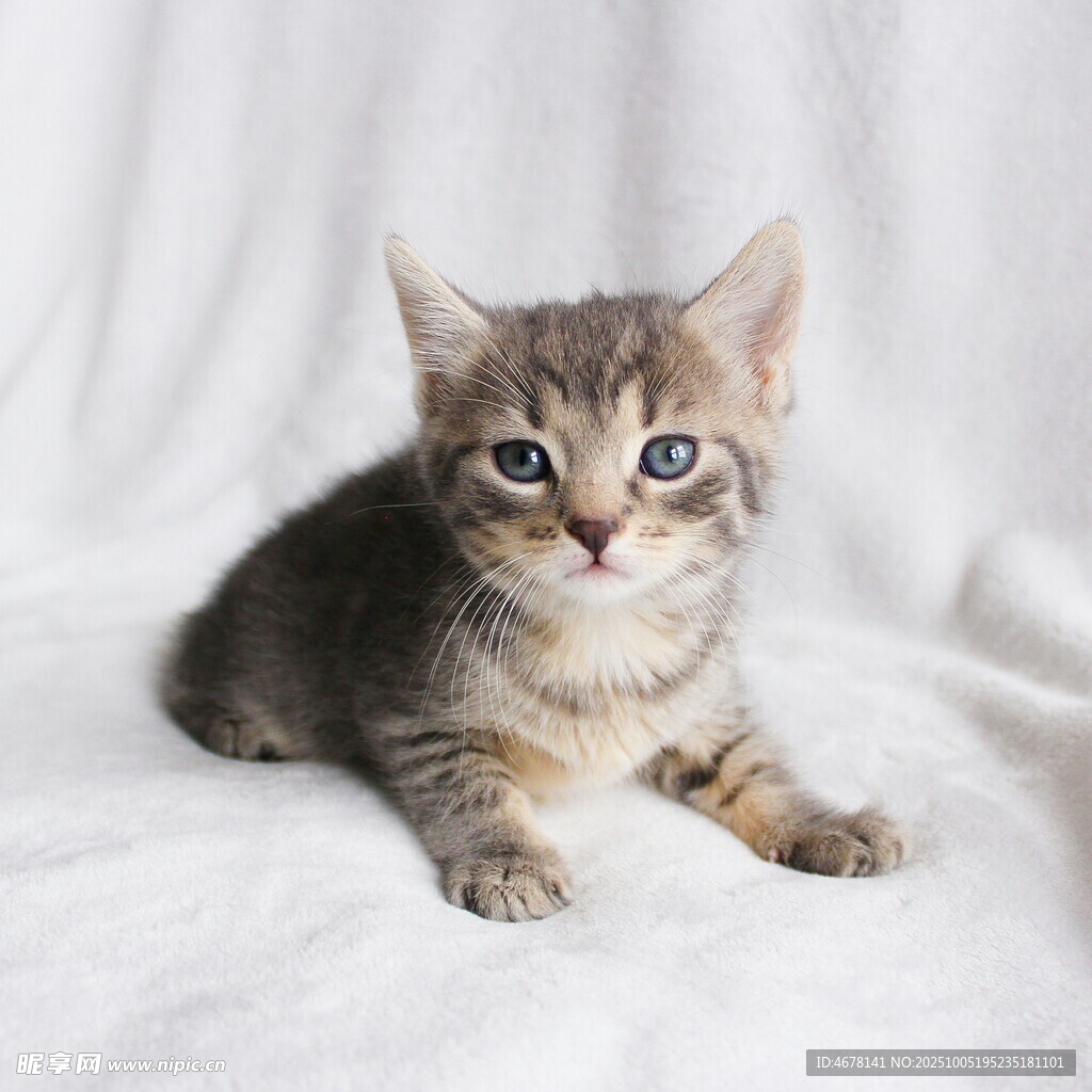 可爱小猫咪安静趴卧