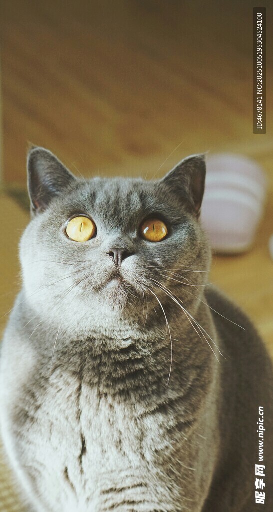 可爱灰蓝猫咪抬头凝望