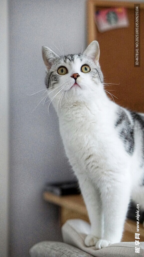 可爱猫咪站立好奇张望