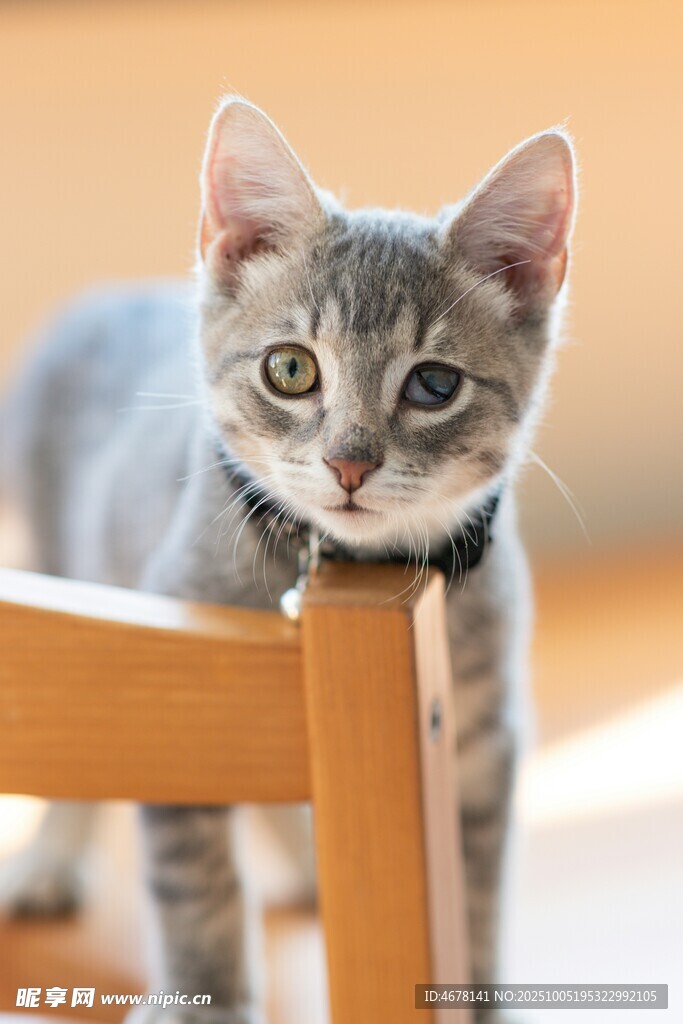 可爱小猫倚在木椅边