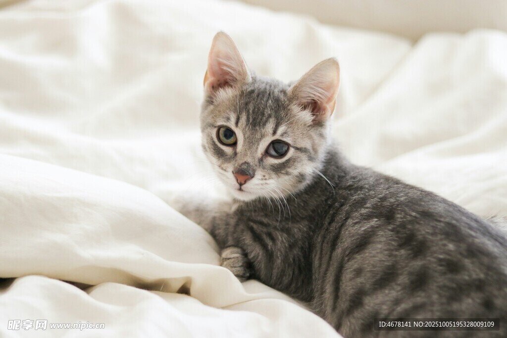可爱小猫躺于柔软白被上