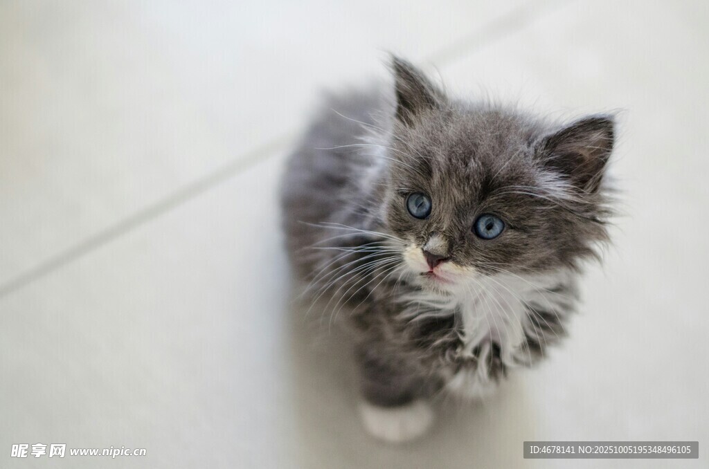 可爱小灰猫抬头望