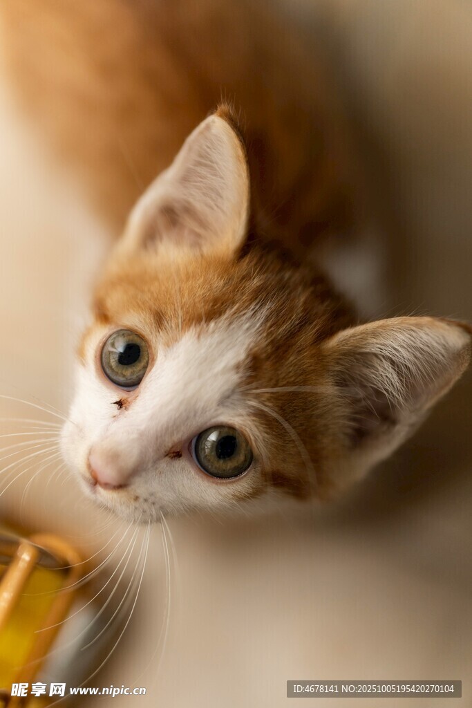 可爱小猫仰头望