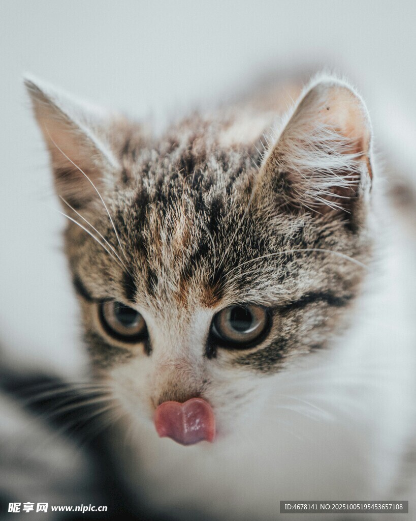 吐舌小猫萌态尽显