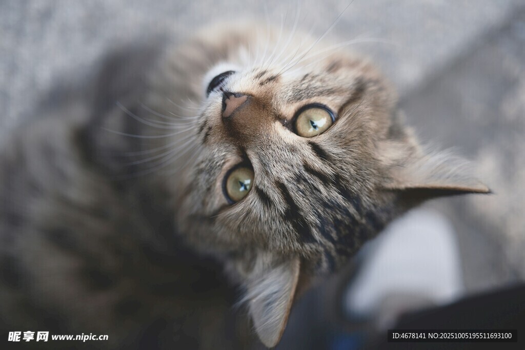 仰头好奇的可爱猫咪