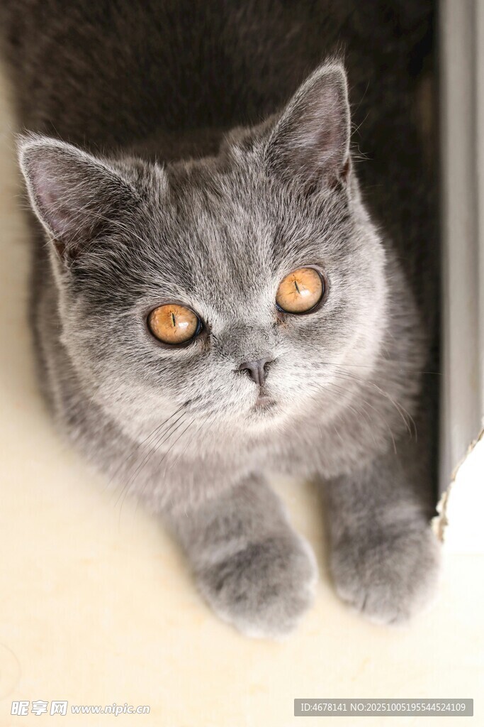 灰猫探头