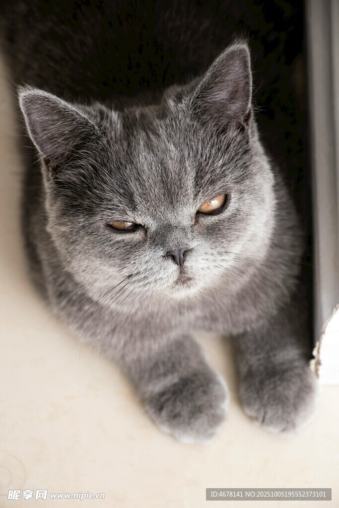 慵懒灰猫趴卧