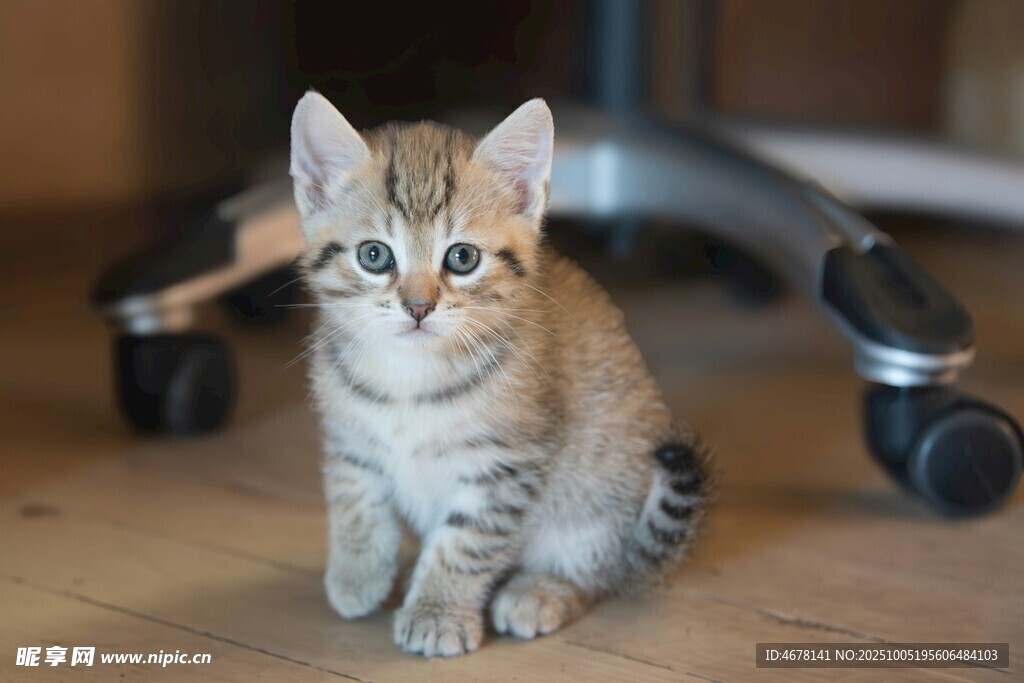 可爱小猫咪坐在木地板上