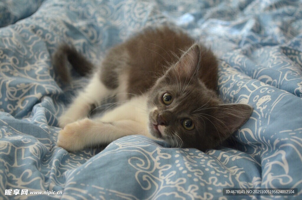 慵懒小猫惬意躺卧