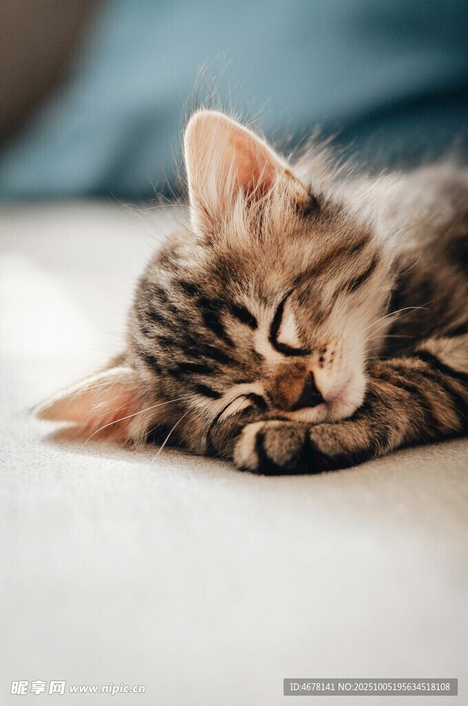 熟睡的萌态小猫
