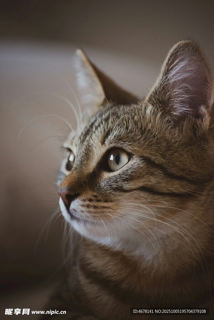 可爱猫咪侧颜特写