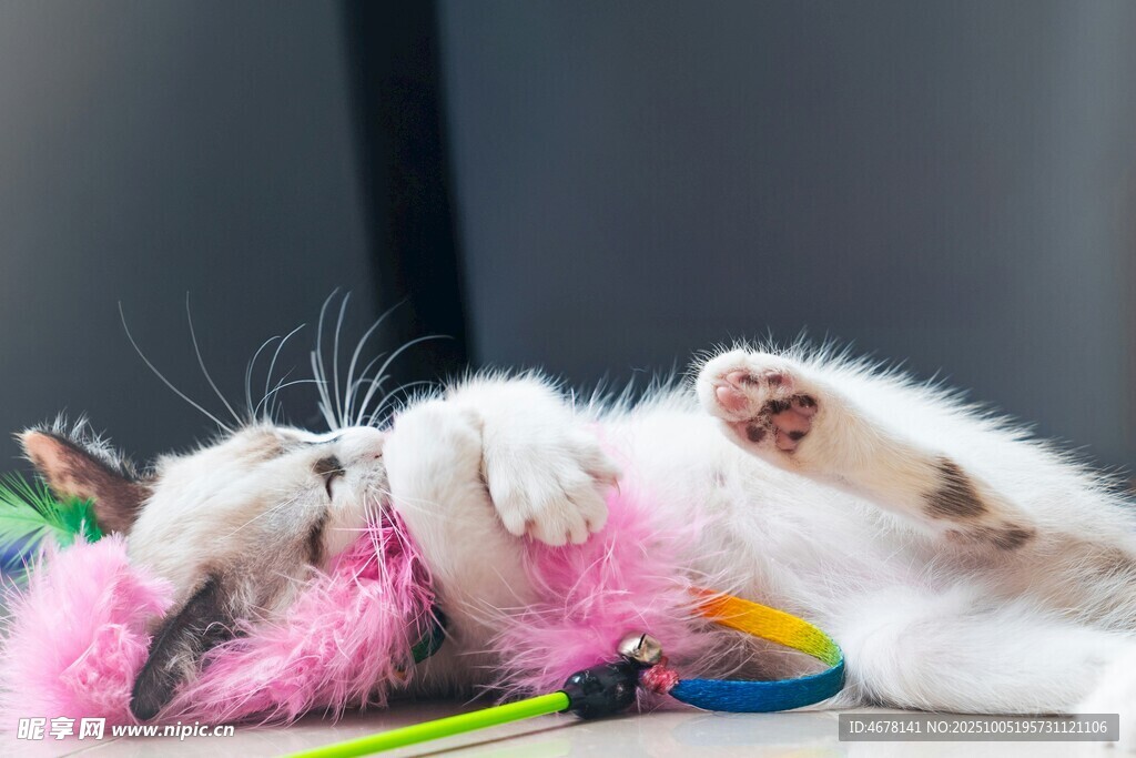小猫玩彩色玩具超可爱