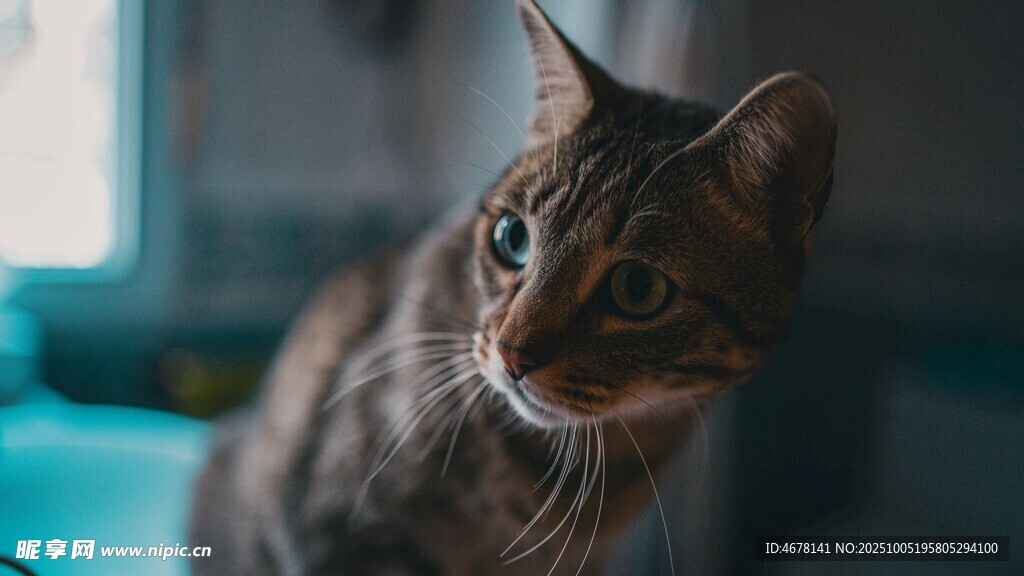 可爱斑纹猫的专注瞬间