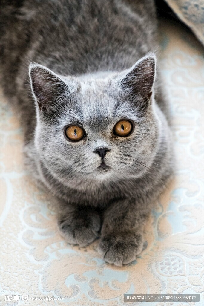 可爱灰猫趴卧