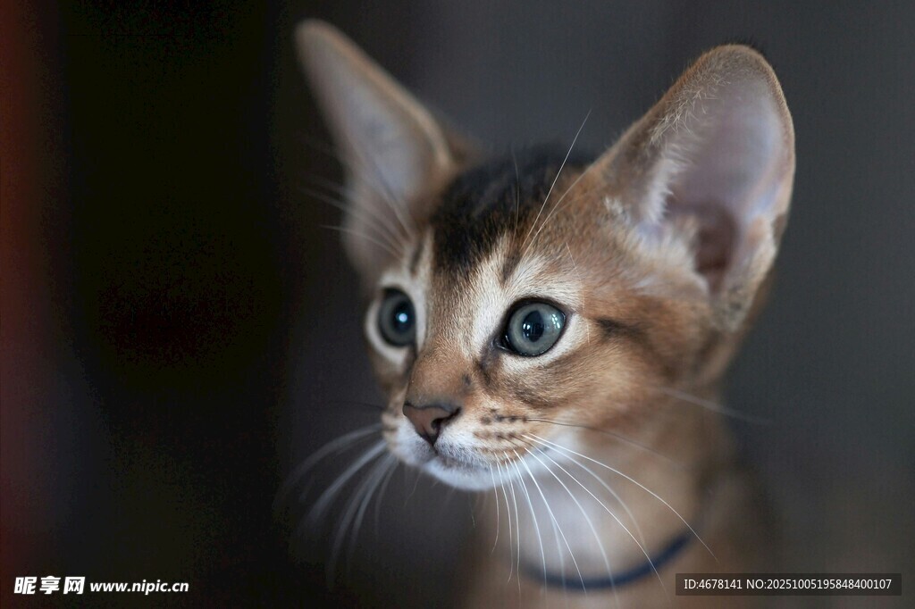 可爱阿比西尼亚小猫