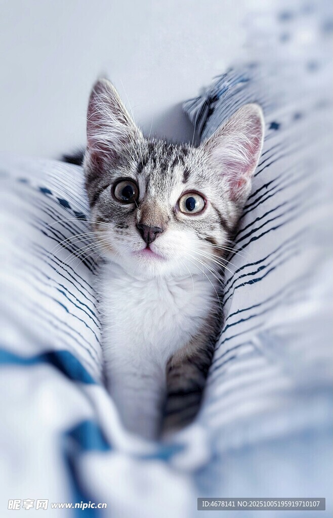 被窝里的好奇小猫咪