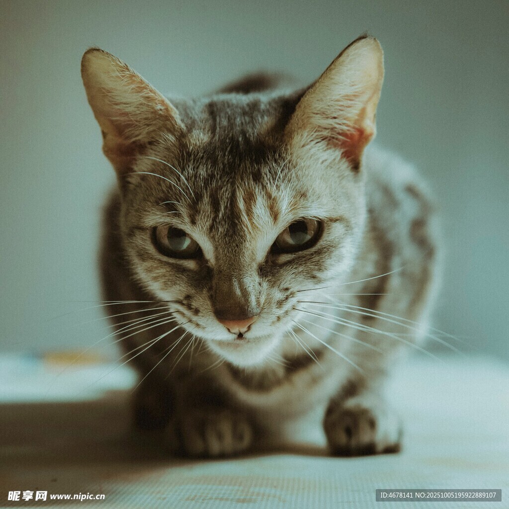 专注的猫咪