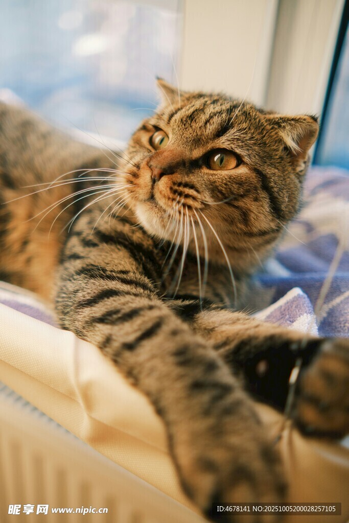 窗边慵懒的虎斑猫咪