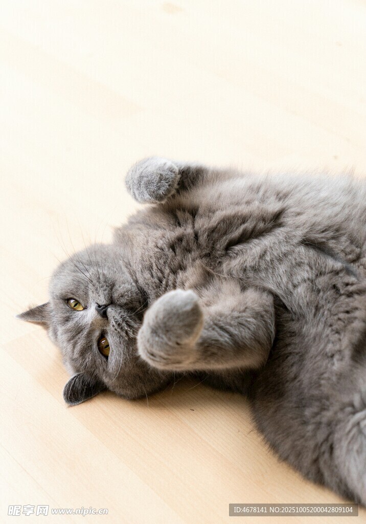 慵懒猫咪惬意躺卧
