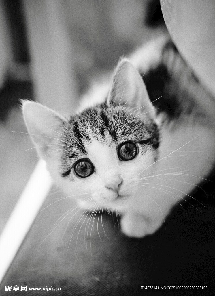 可爱小猫趴卧模样