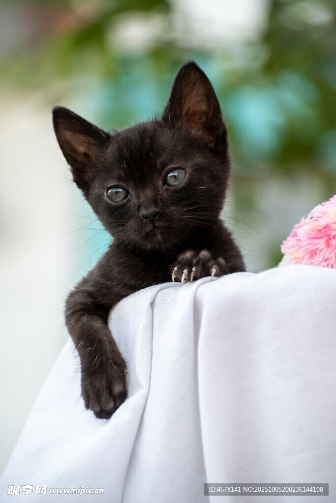 可爱小黑猫趴在白色布上