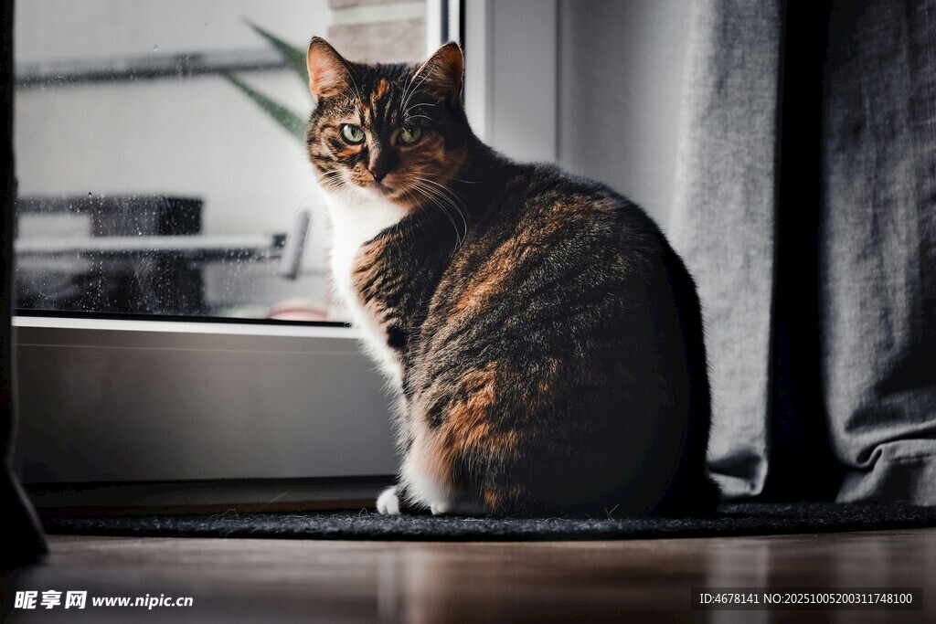 坐姿优雅的三色猫咪