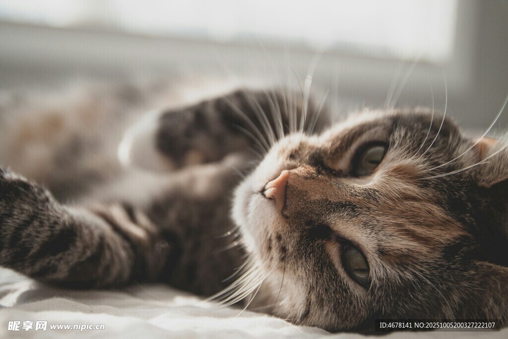 慵懒猫咪惬意躺卧