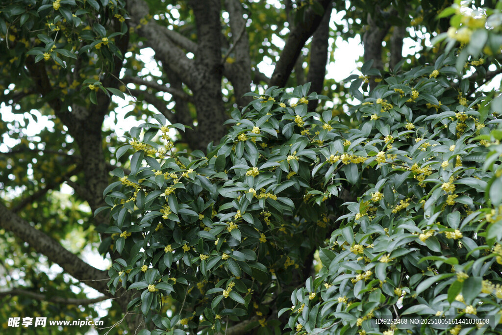  桂花树 