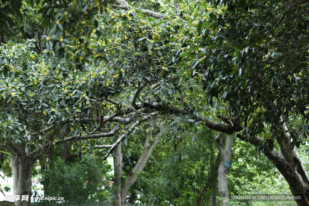 树林 树枝