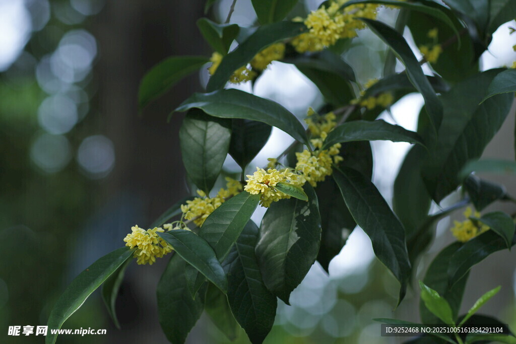  桂花