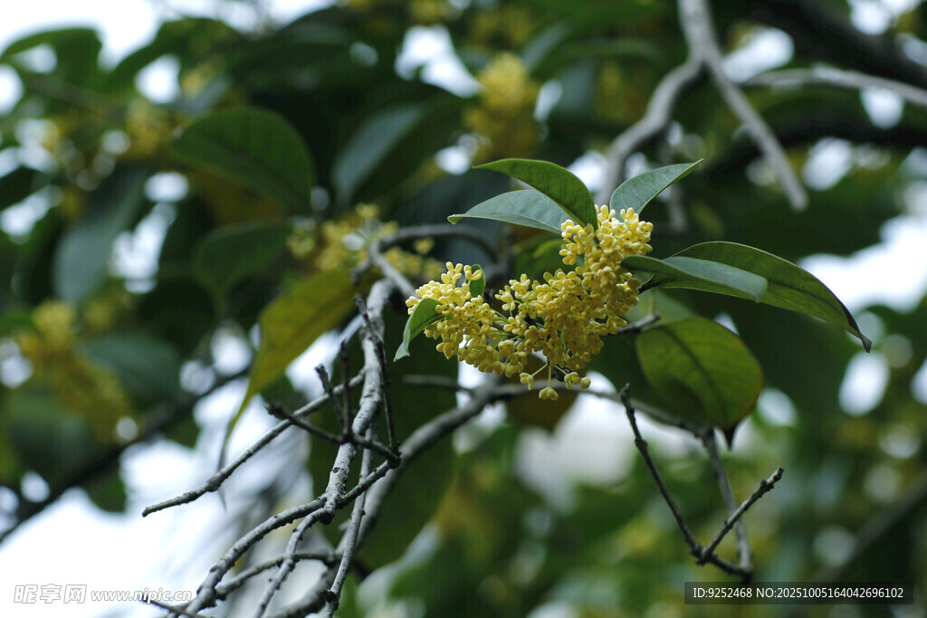 桂花 花朵