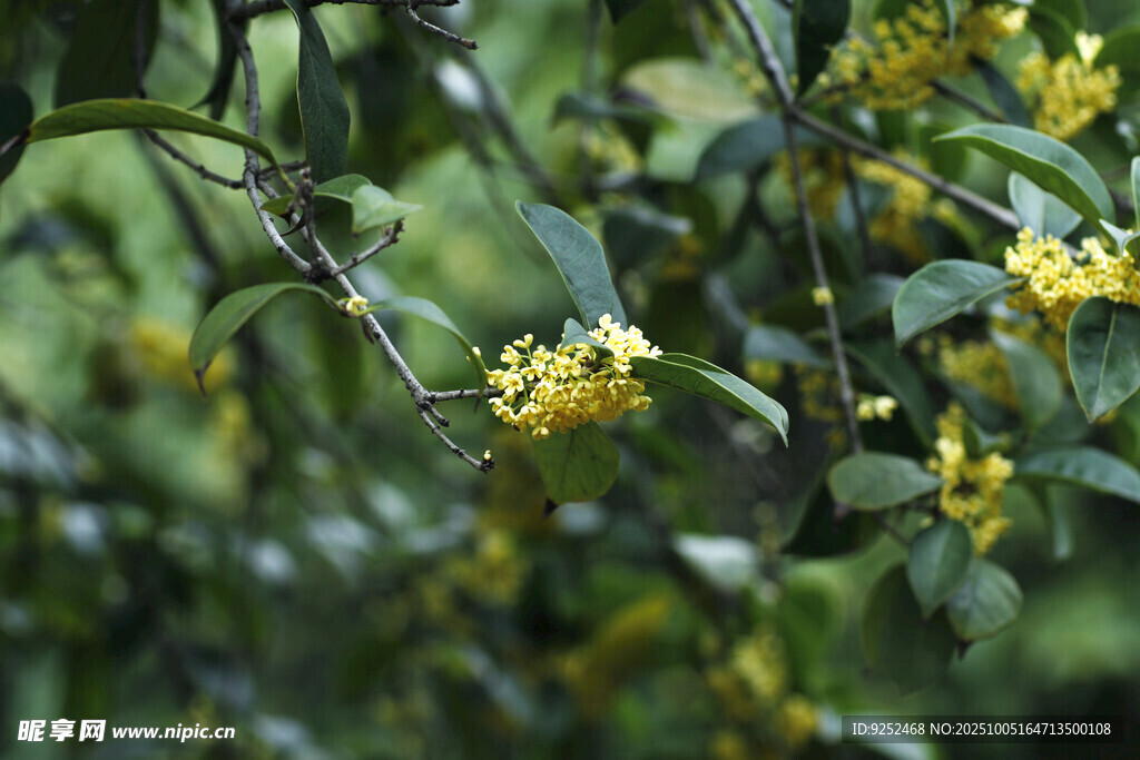  桂花